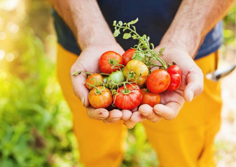 Lees meer over het artikel De verborgen schatten van tomaten