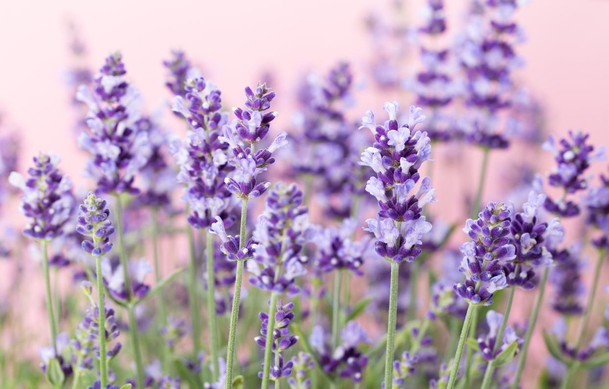 Lavendel-geneeskracht