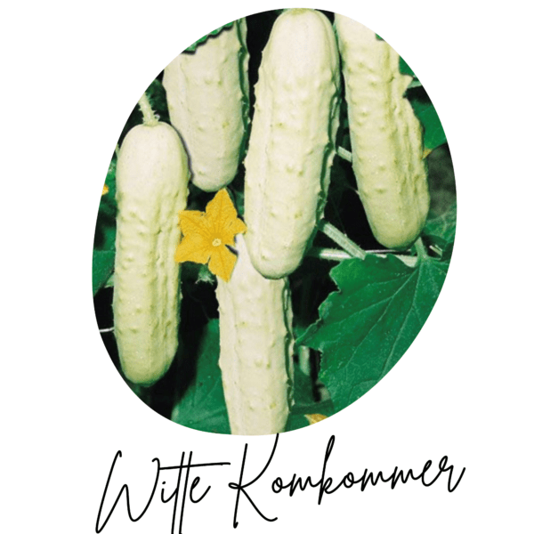 witte komkommer