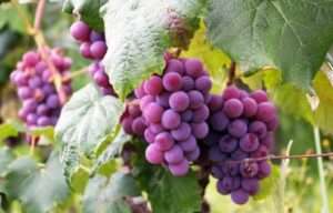 Lees meer over het artikel De verborgen schatten van Druiven(pitten)